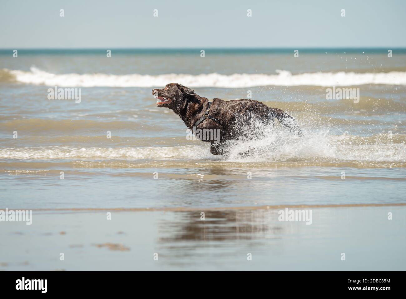 Chocolate labrador running, Scheveningen beach, south Holland, NL Stock Photo