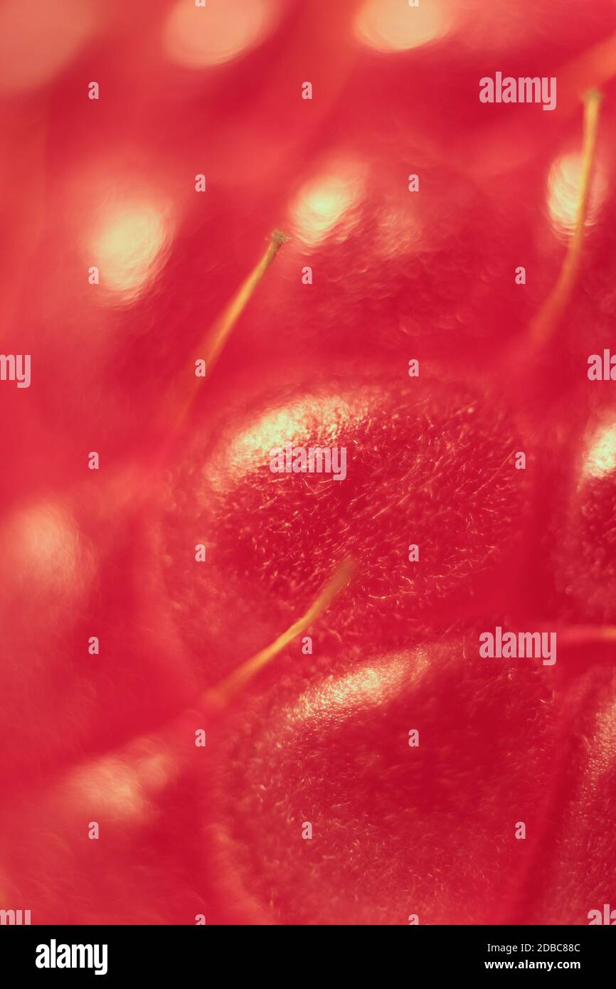 Raspberry Texture Map Raspberry Macro Closeup. Texture Background Stock Photo - Alamy