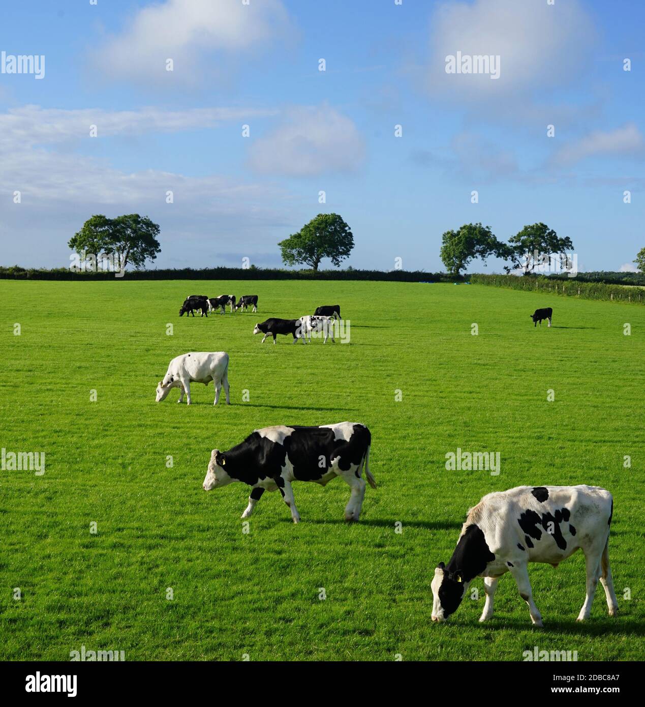 Black and white cows on a farm land Stock Photo