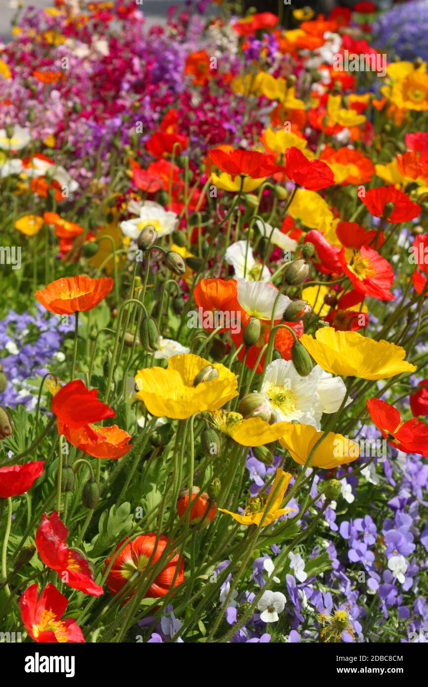 Field poppy flower hi-res stock photography and images - Alamy