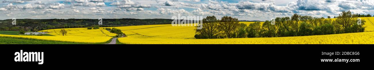 Panoramic view of a landscape with yellow fields of oilseed rape Stock Photo