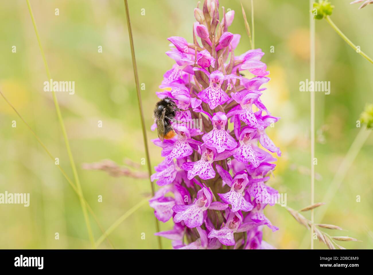 Bee feeding on wild spotted orchid inflorescence, the Netherlands Stock Photo