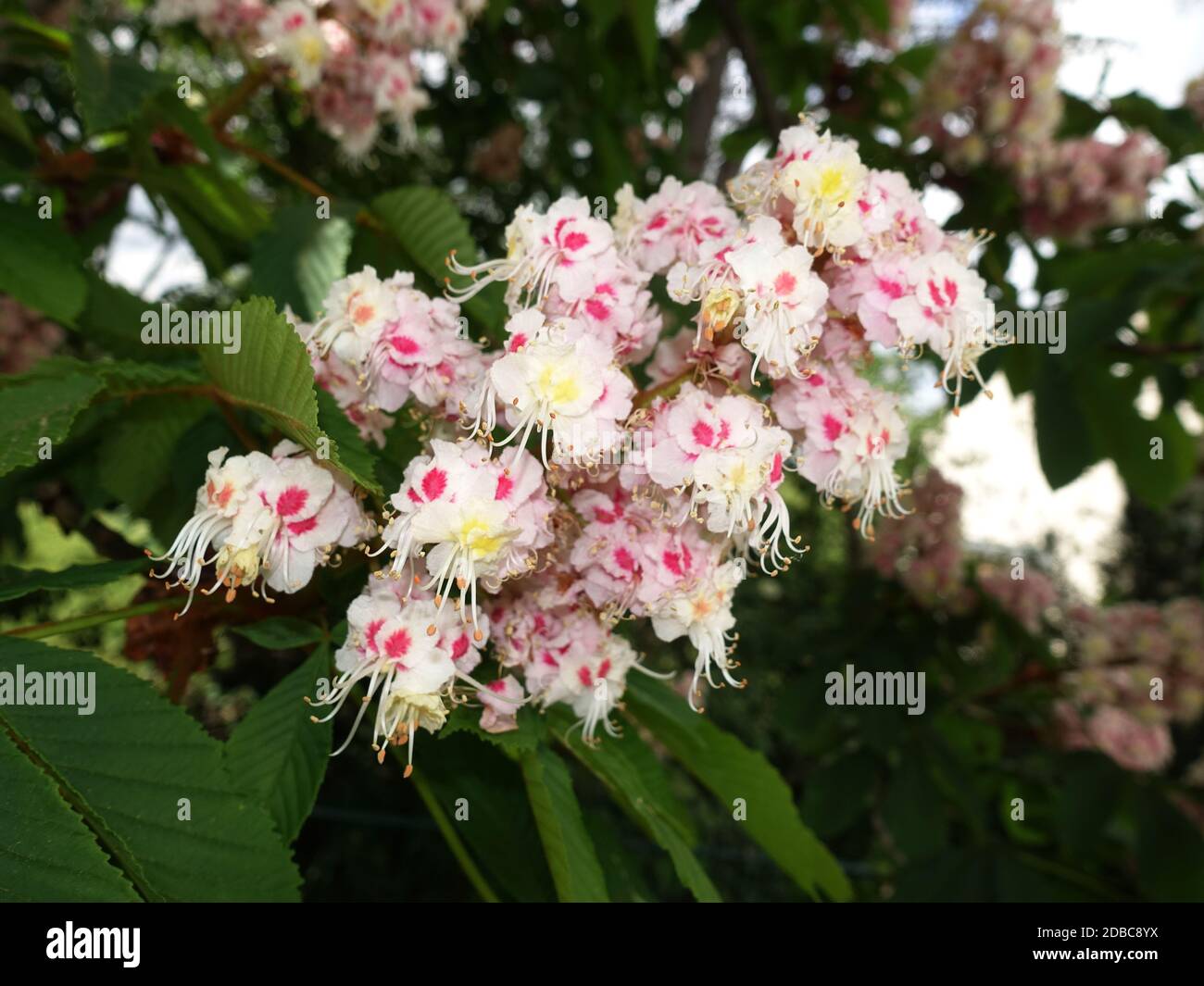Gewöhnliche Rosskastanie (Aesculus hippocastanum) oder Weiße Rosskastanie - Blütenstand, Weilerswist, Nordrhein-Westfalen, Deutschland Stock Photo