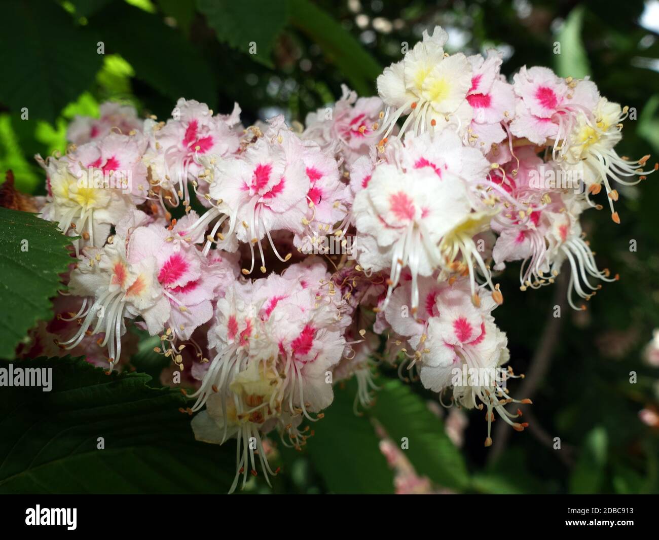 Gewöhnliche Rosskastanie (Aesculus hippocastanum) oder Weiße Rosskastanie - Blütenstand, Weilerswist, Nordrhein-Westfalen, Deutschland Stock Photo