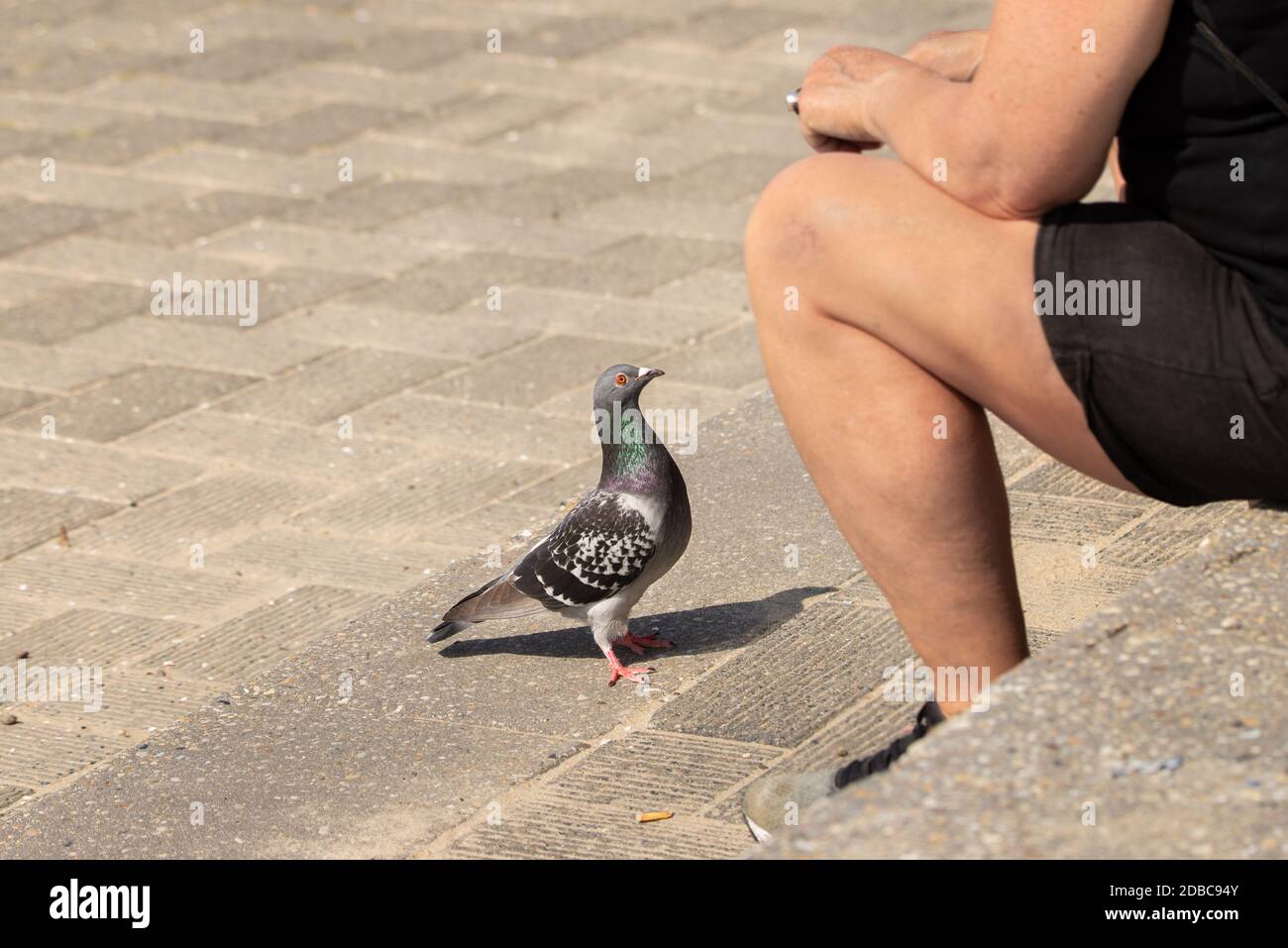 Pigeon bird waiting for crumbs from tourist sitting on a stone step