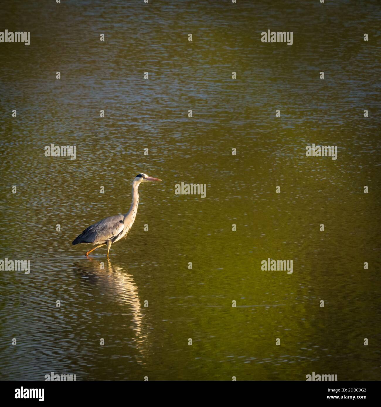 Grey heron on a lake in Burgenland Stock Photo