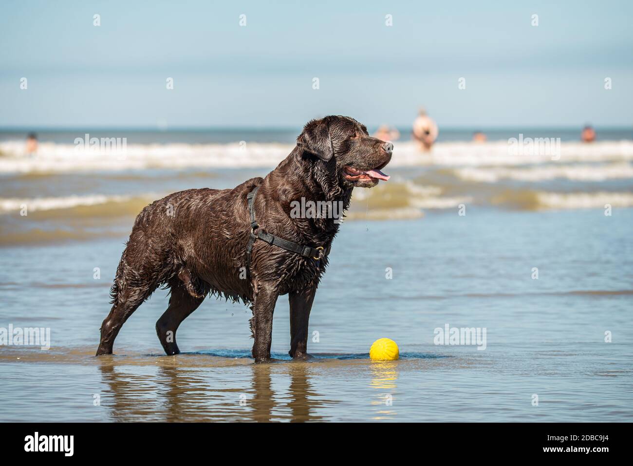 Brown Labrador Beach High Resolution Stock Photography And Images Alamy