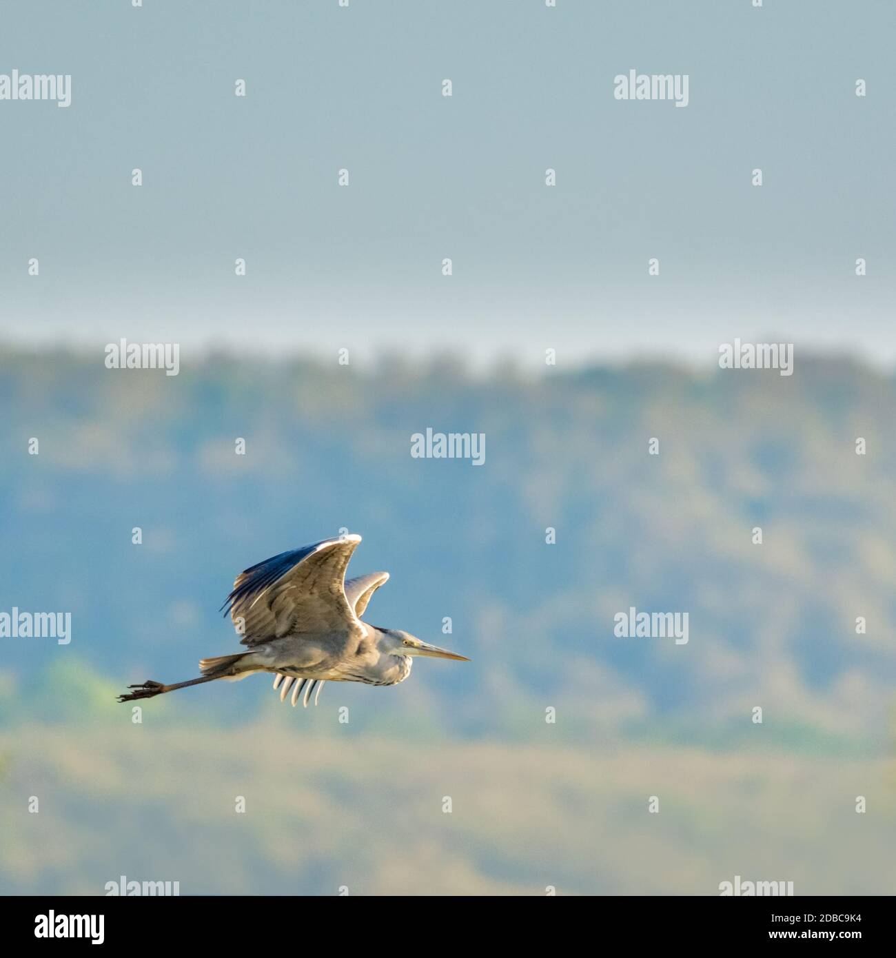 Grey heron in flight at lake neusiedlersee Stock Photo