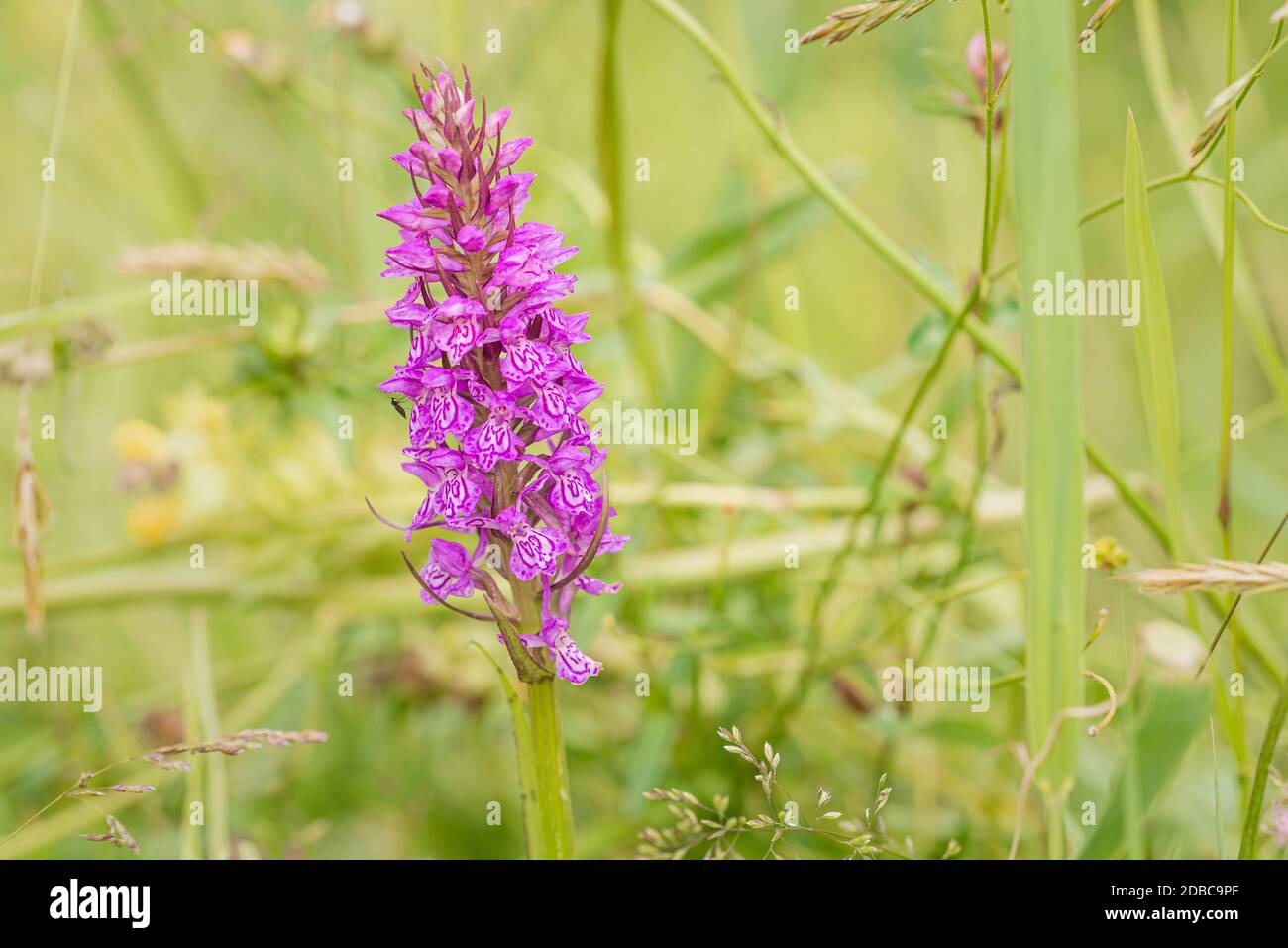 Spotted orchid inflorescence, North Holland, the Netherlands Stock Photo