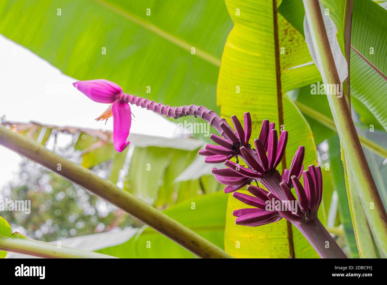 Purple or red banana plant heliconia flower from the tropical nature in Perdana Botanical Garden, Malaysia. Stock Photo