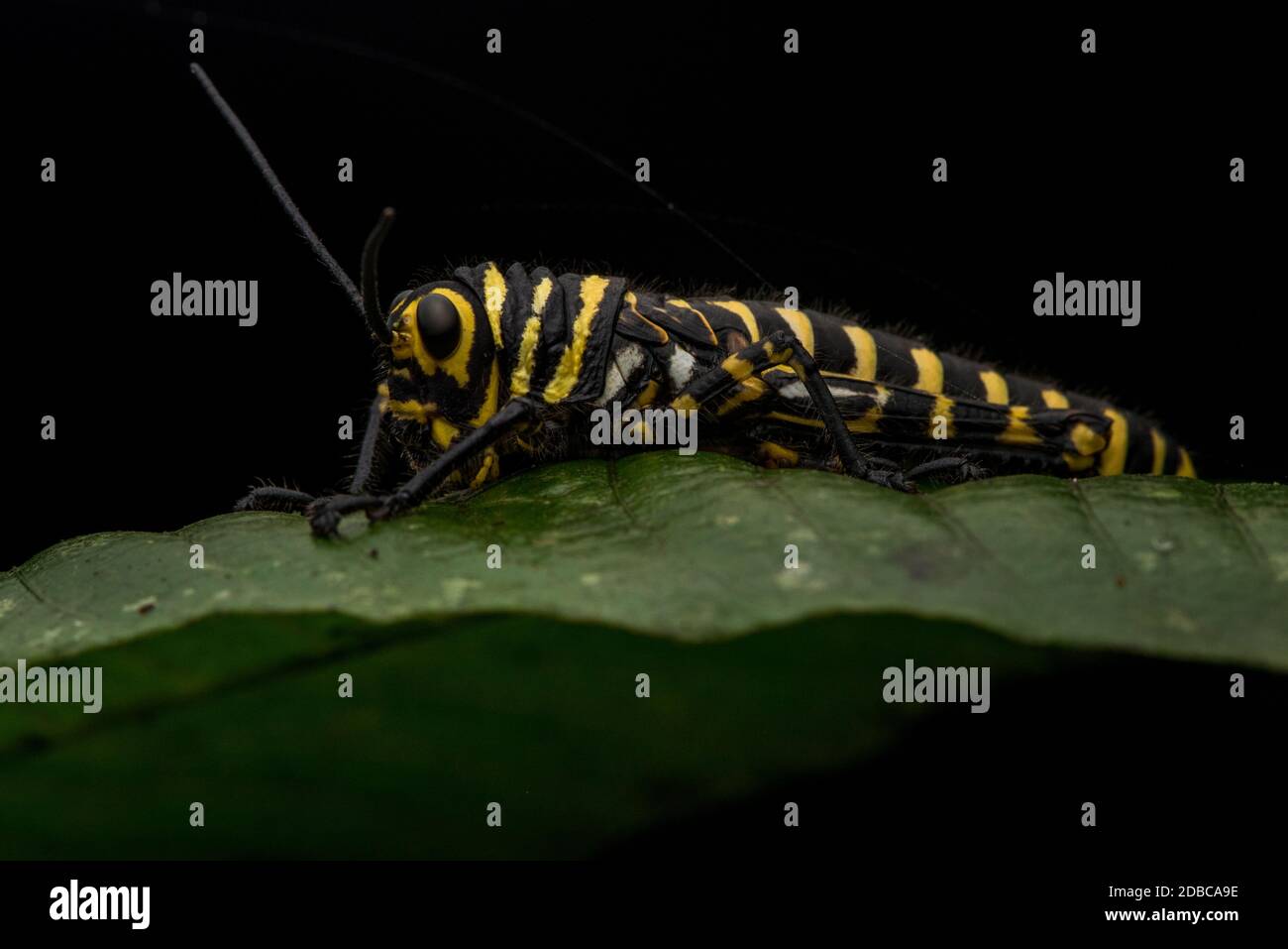 A colorful giant red-winged grasshopper (Tropidacris cristata), this is a juvenile which looks different from the adults and doesn't have wings yet. Stock Photo