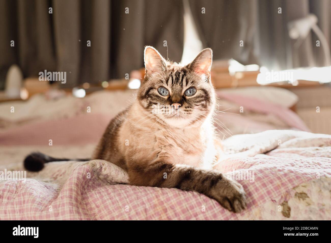 Dander particles floating around cat, pet allergy concept, copy space