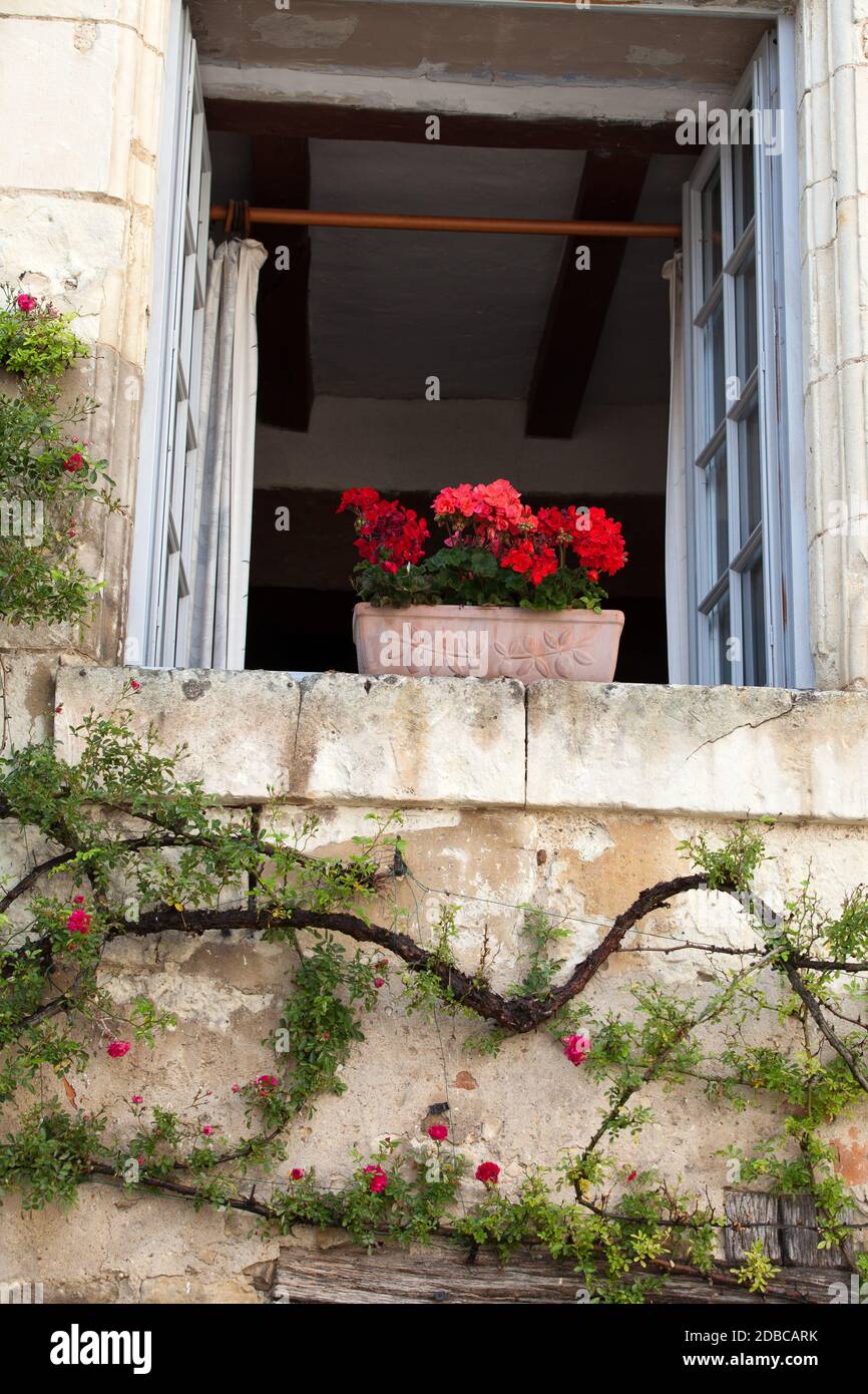window with flowers of geranium and roses Stock Photo - Alamy