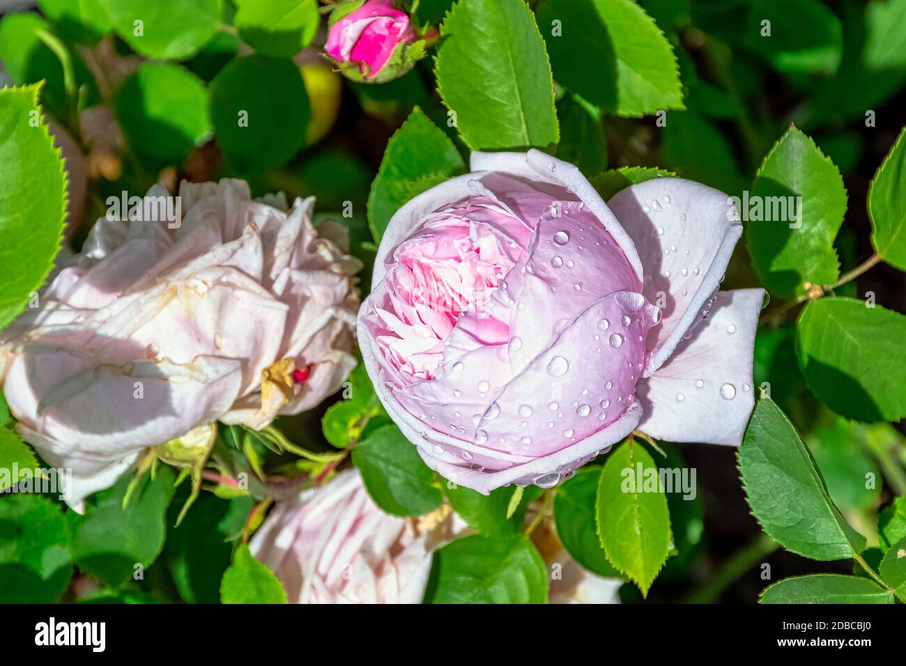 Rose gallica Duchesse de Montebello known as rosa Prolifera de Redoute in British park - London, UK Stock Photo