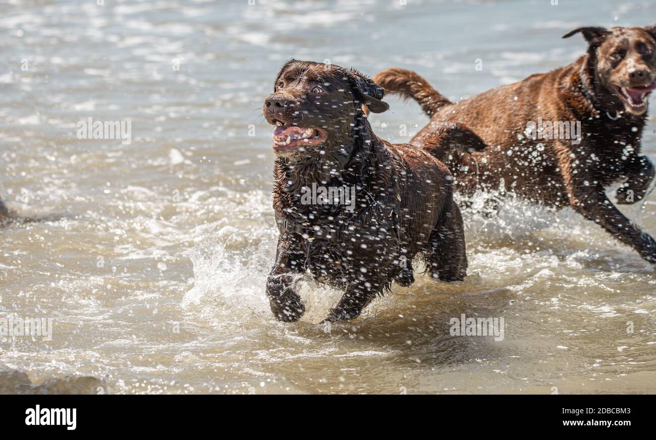Chocolate labrador retriever dogs enjoying a day out at the seaside Stock Photo