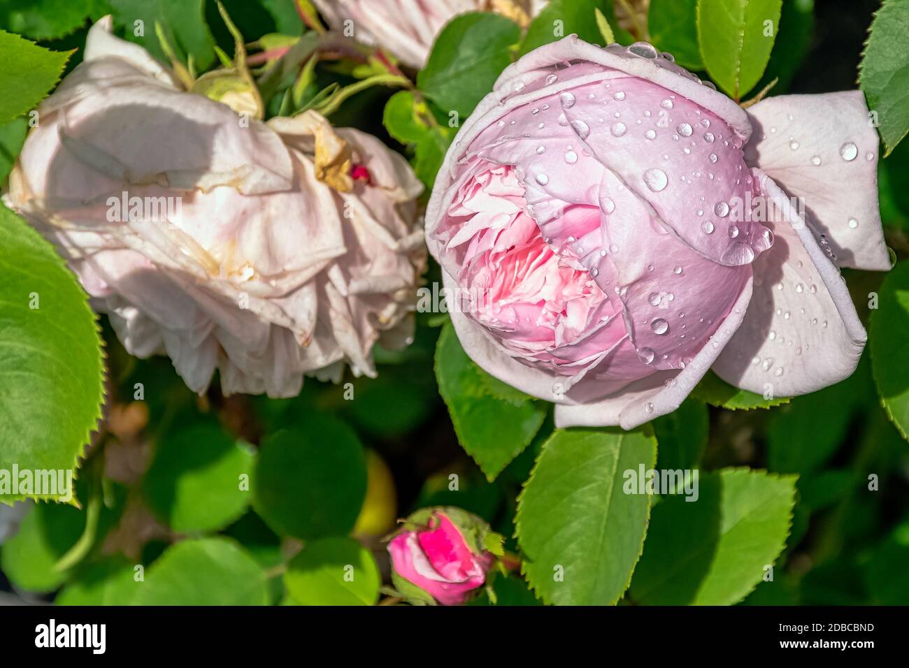 Rose gallica Duchesse de Montebello known as rosa Prolifera de Redoute in British park - London, UK Stock Photo