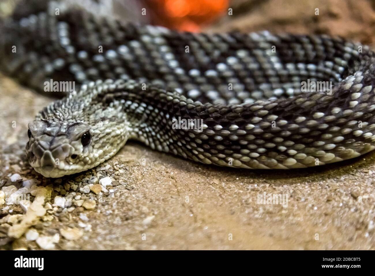 Rattlesnake - Crotalus durissus, poisonous. Dangers. Stock Photo