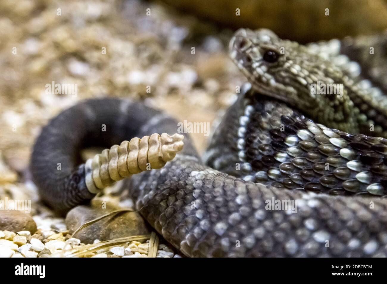 Rattlesnake - Crotalus durissus, poisonous. Dangers Stock Photo - Alamy