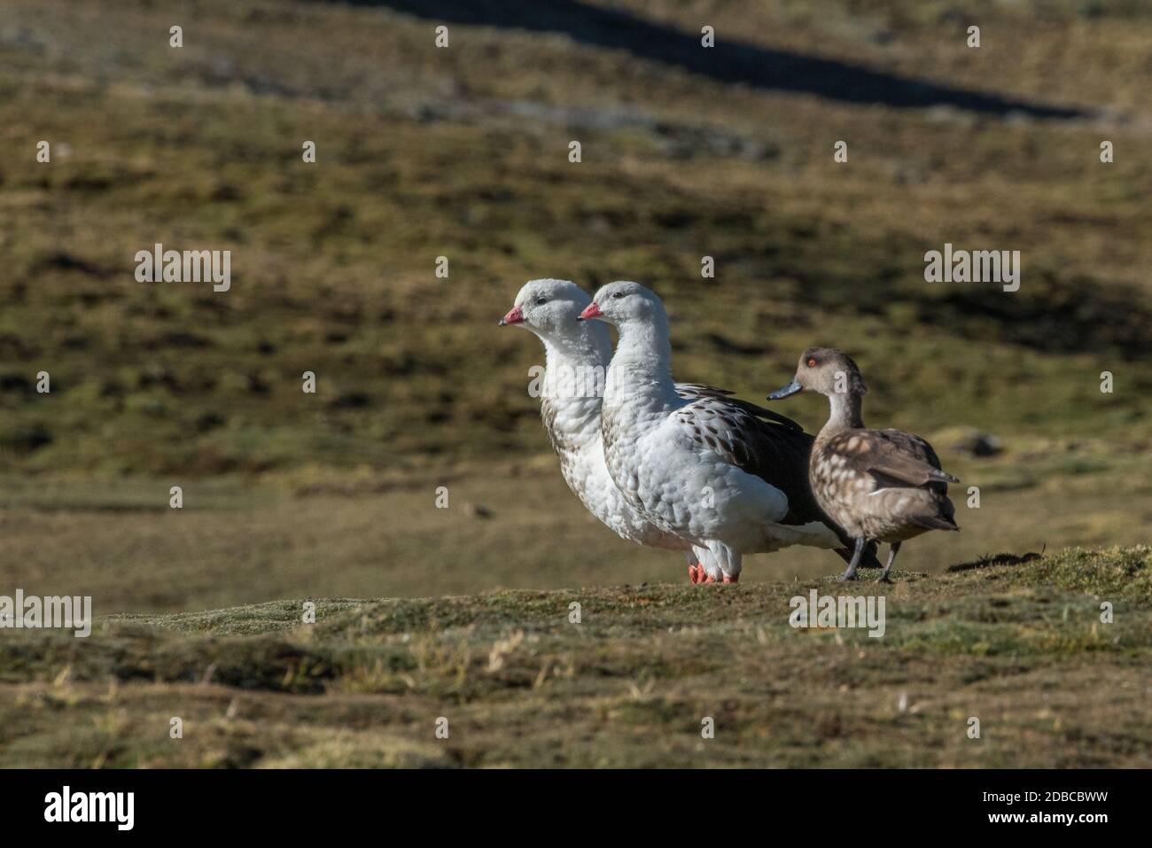 A pair of andean geese (Neochen melanoptera) and an Andean crested duck (Lophonetta specularioides alticola) in high elevation puna in the Andes. Stock Photo