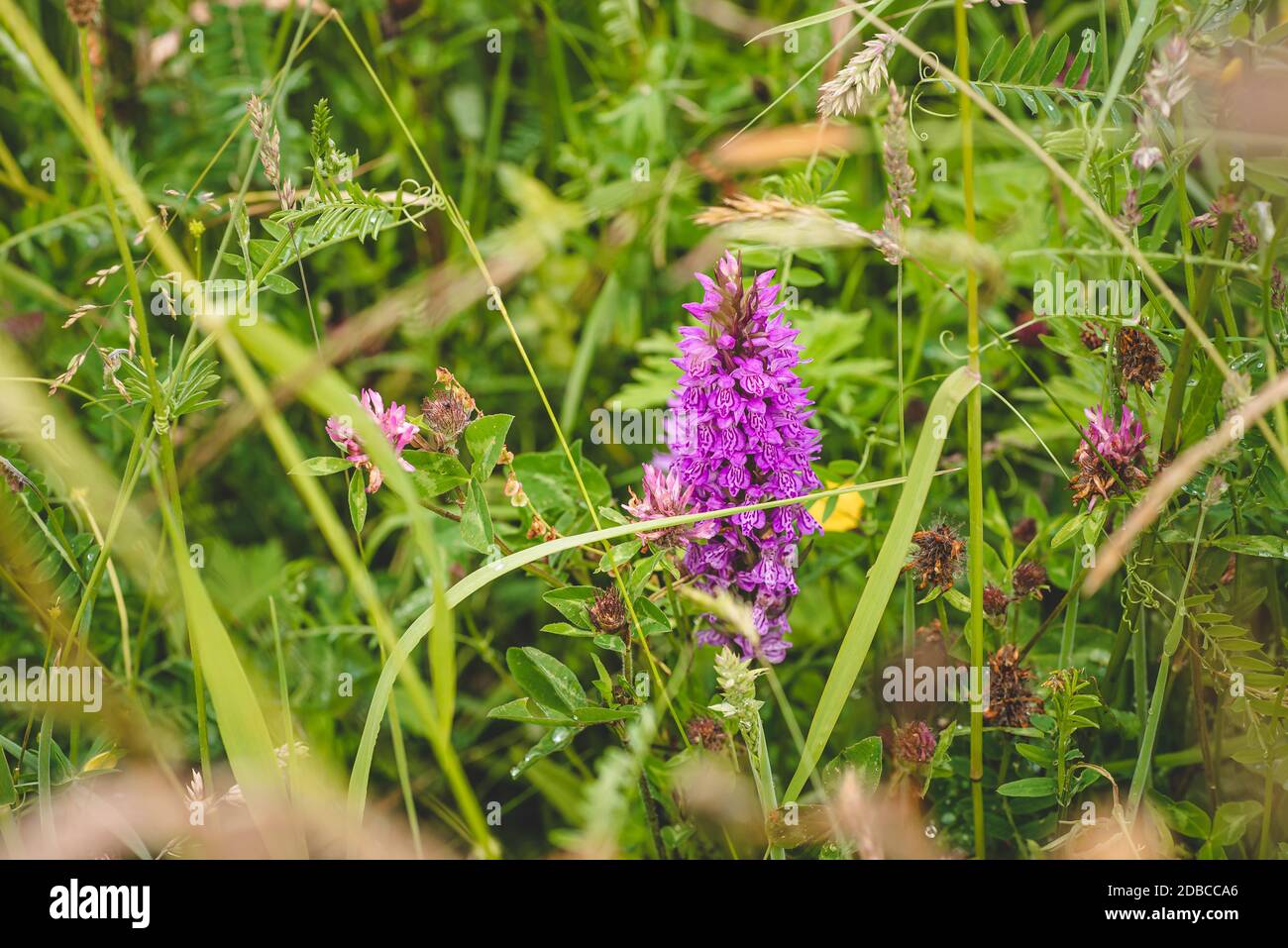 Dactylorhiza maculata aka spotted orchid blooming in a Dutch meadow Stock Photo