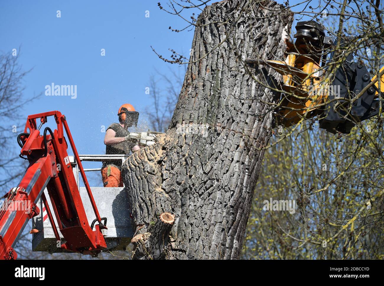 to cut a tree Stock Photo