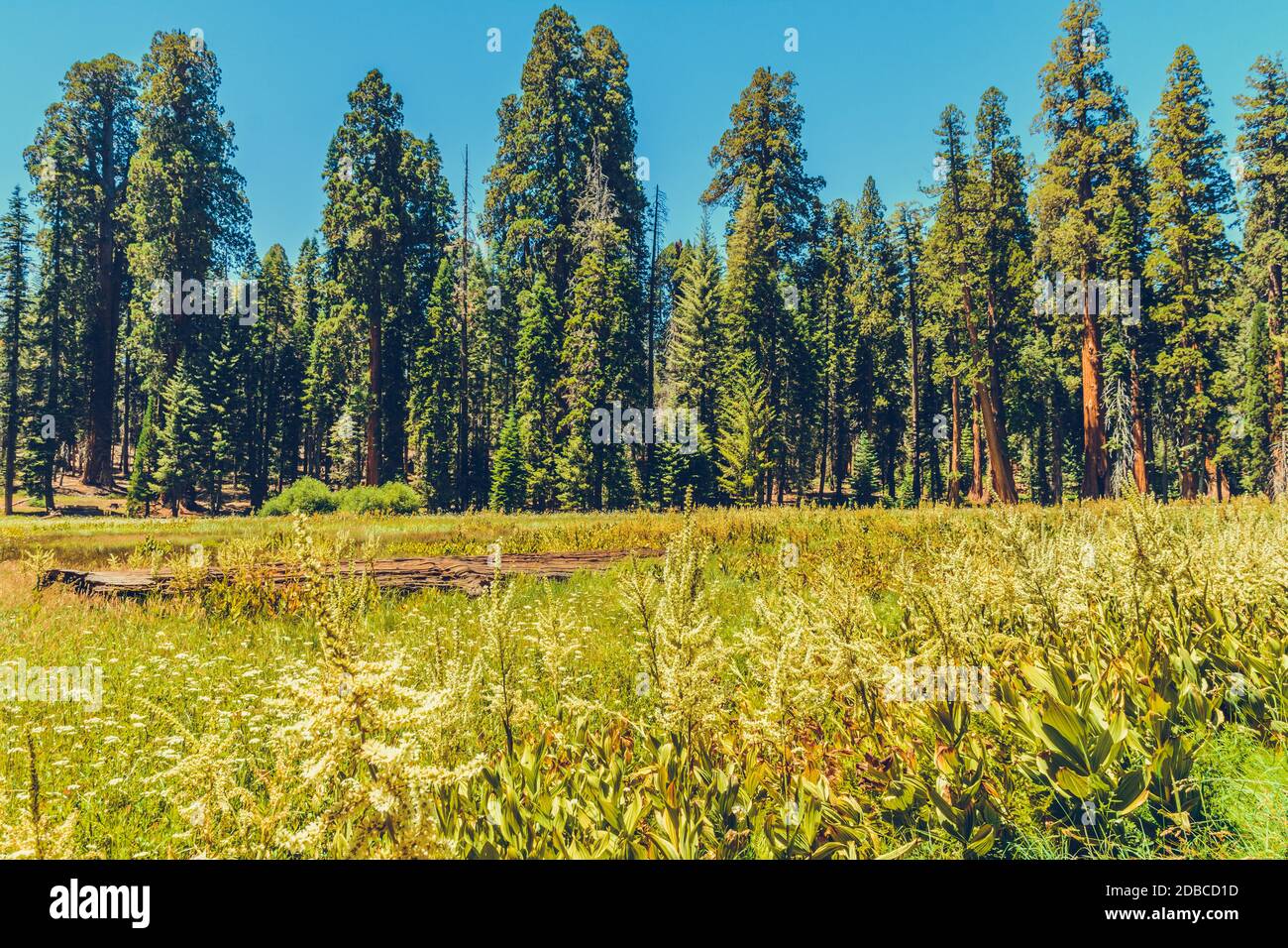 sequoia national park california stati uniti