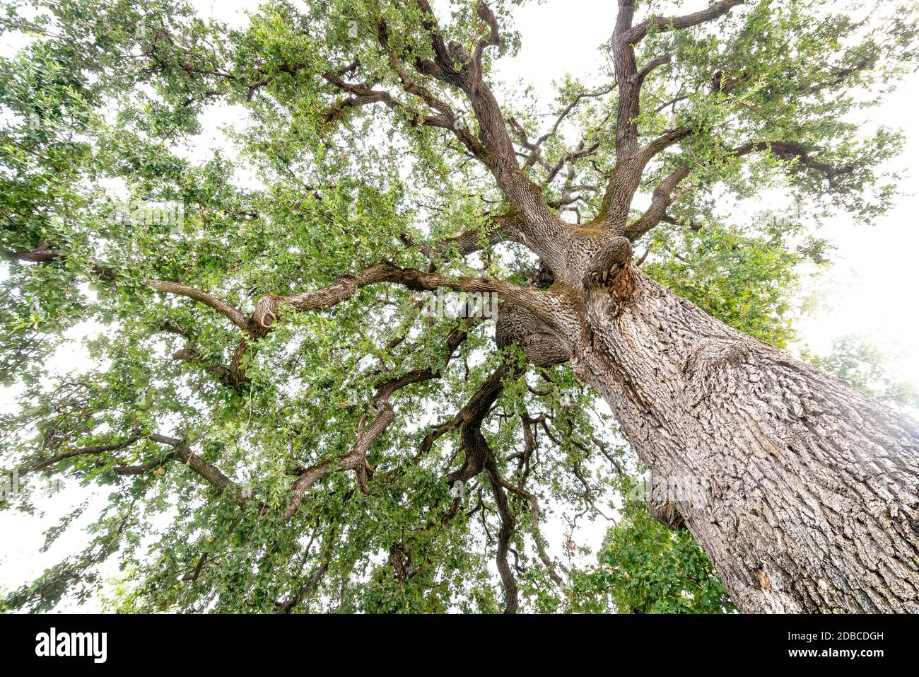 Majestic Californian valley oak or roble tree, estimated 500 years old Stock Photo