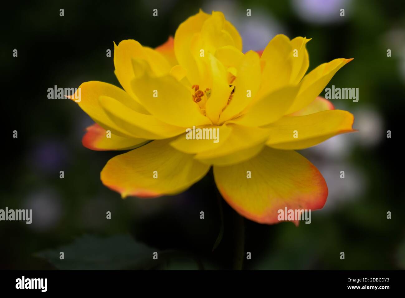 a yellow rose with orange tinged petals on a natural background. Stock Photo