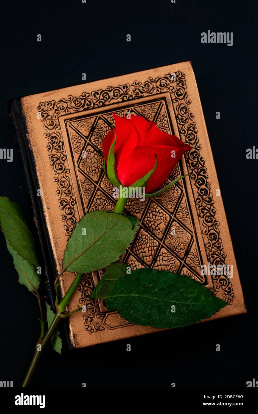 Red rose on vintage book isolated on dark background Stock Photo