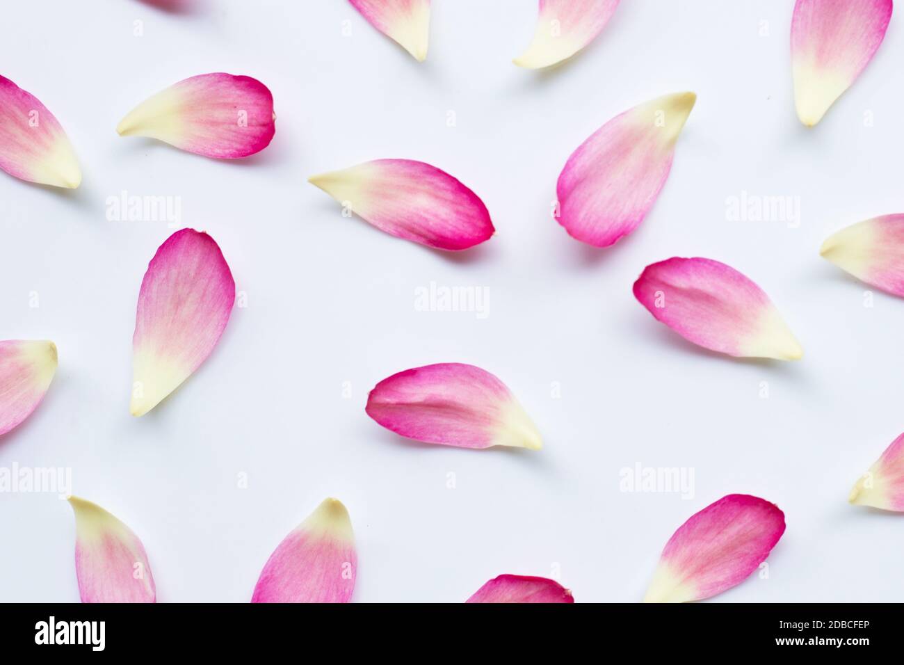 Lotus petals on white background Stock Photo Alamy
