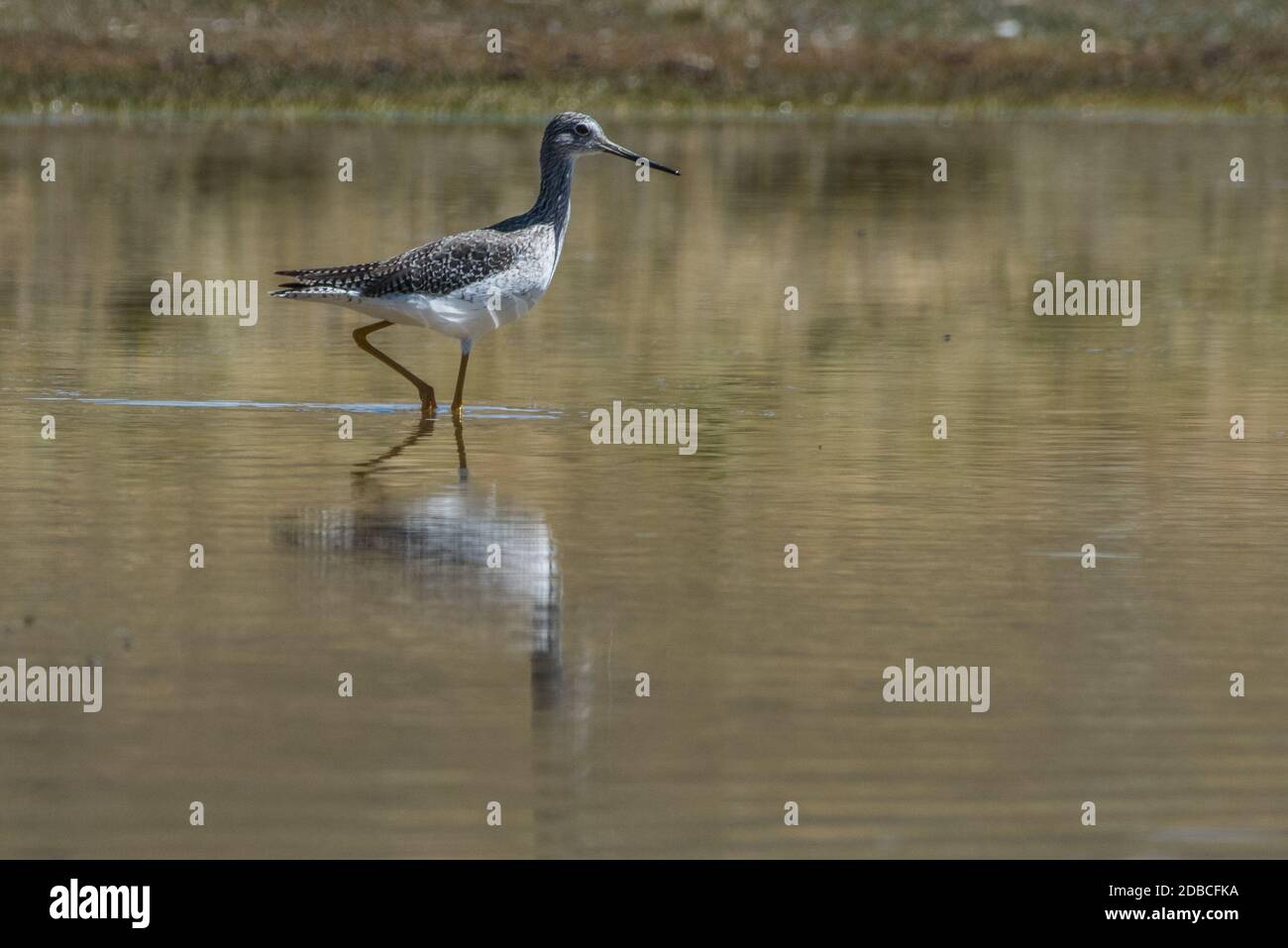 A greater yellowlegs (Tringa melanoleuca) in a high elevation lake in Peru, these migratory birds overwinter there. Stock Photo