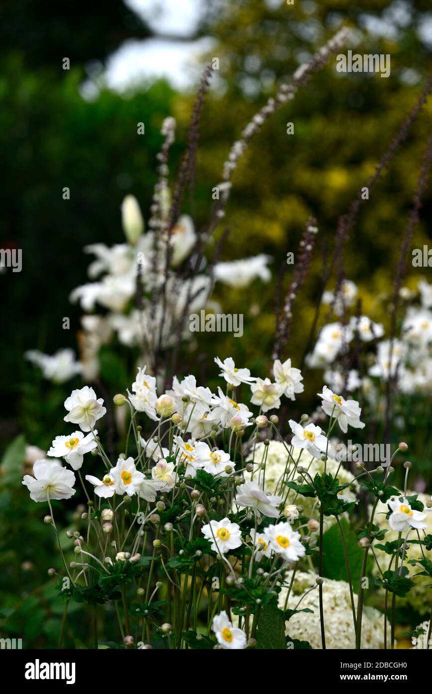 anemone hybrida honorine jobert,white,flower,flowers,bloom,blossom,perennial,late summer,autumn,RM Floral Stock Photo