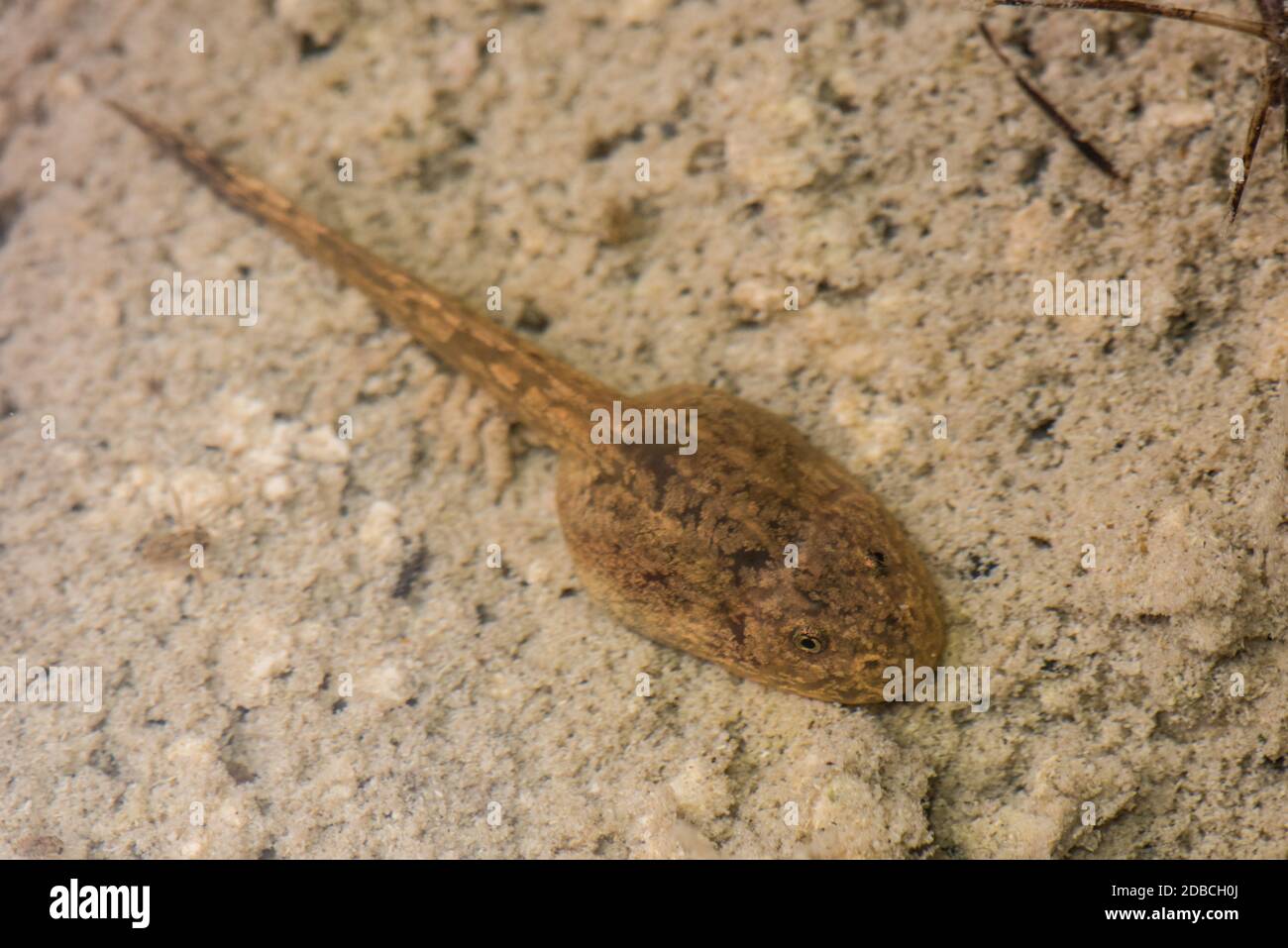 A tadpole of the marbled water frog (Telmatobius marmoratus) from the high Andes of Peru. Stock Photo