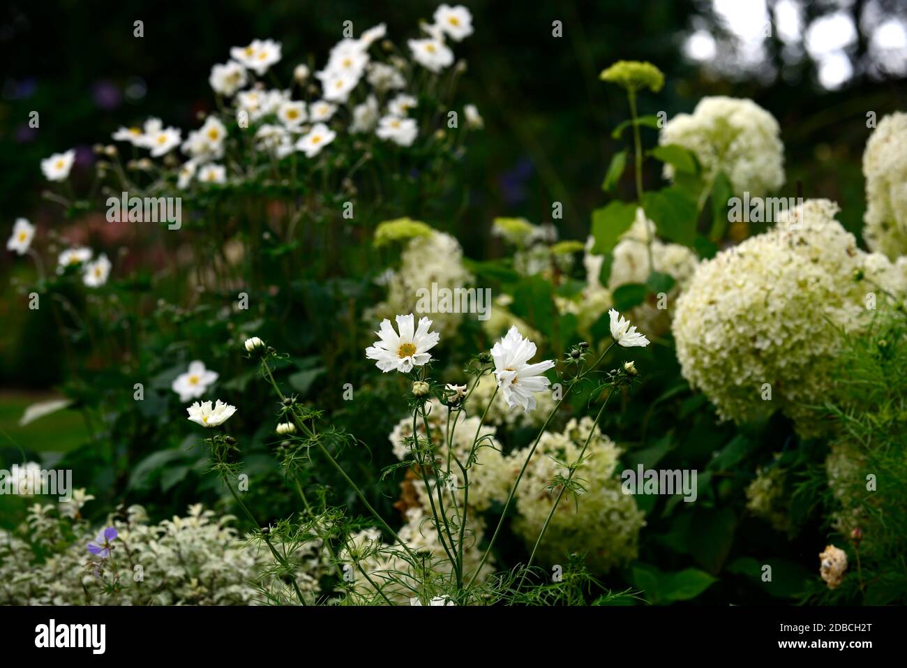 cosmos bipinnatus,white flowers,hydrangea annabelle,anemone japonica,flowering combination,mixed flowers,mixed planting scheme,RM Floral Stock Photo