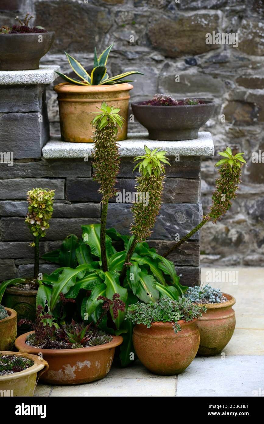 Pineapple lily bicolor) hires stock photography and images Alamy