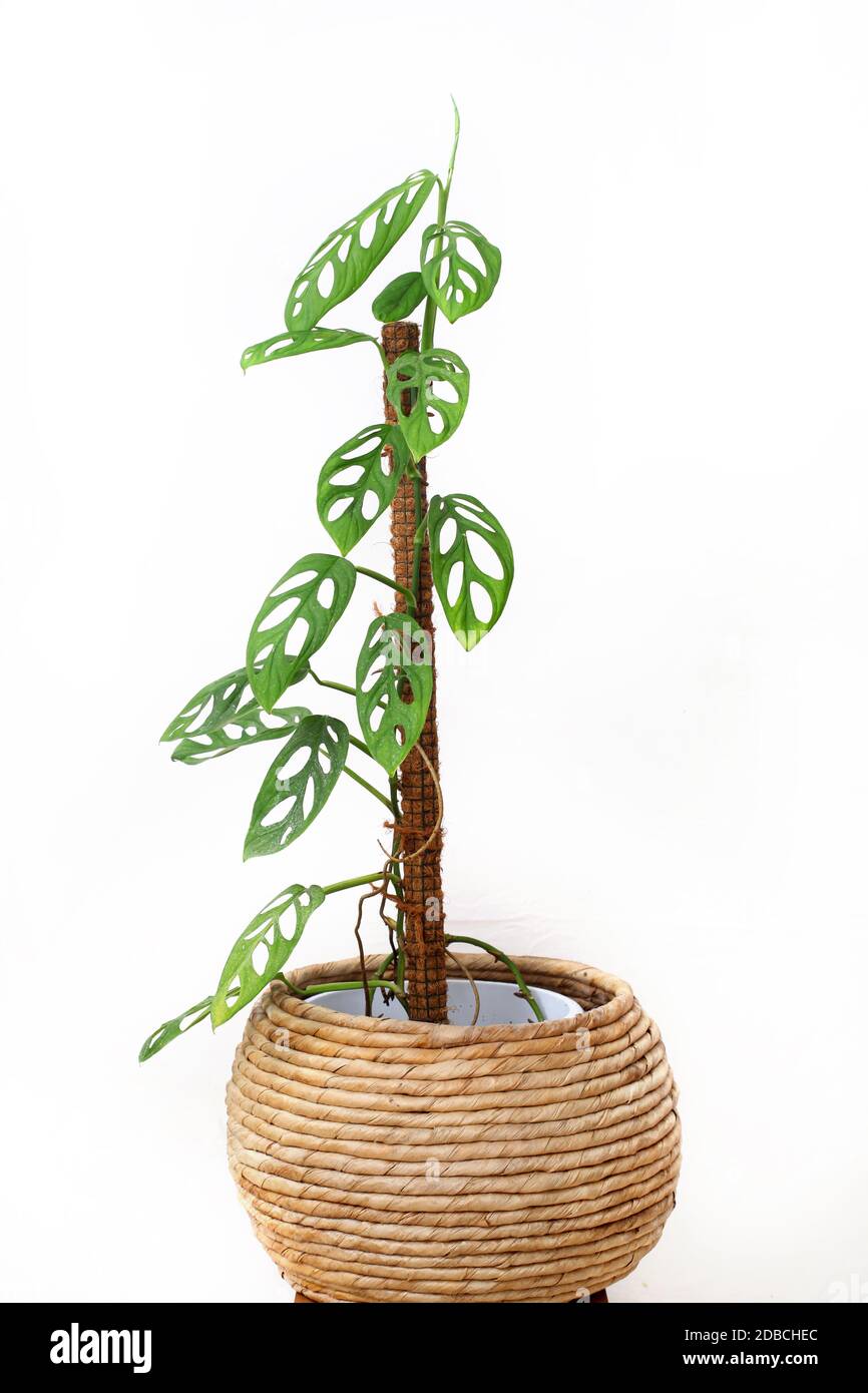 Philodendron Swiss Cheese is a plant originating from the American