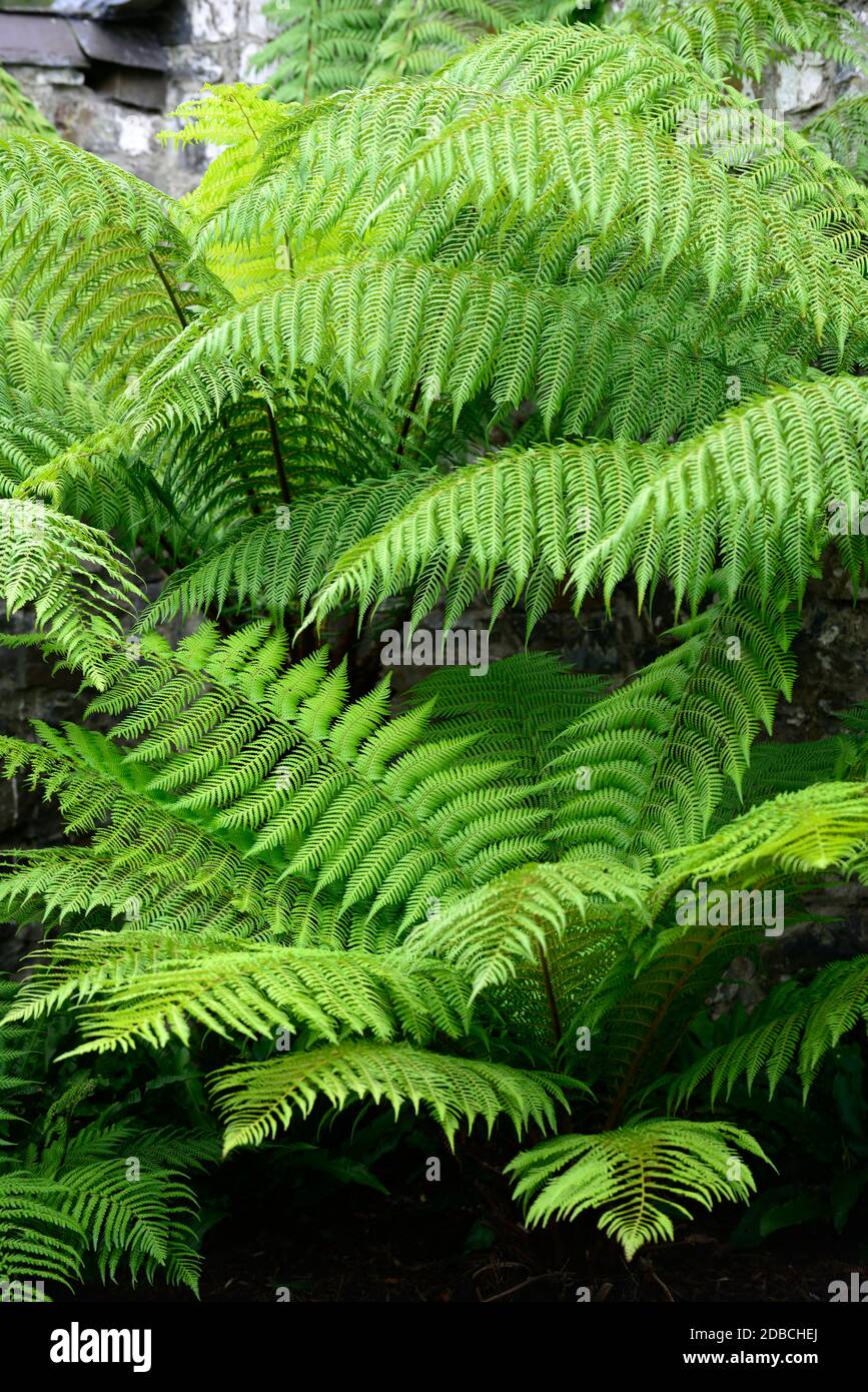 Dicksonia antarctica,tree fern,ferns,fronds,foliage,gardening,tree ferns,foliage plants,RM Floral Stock Photo