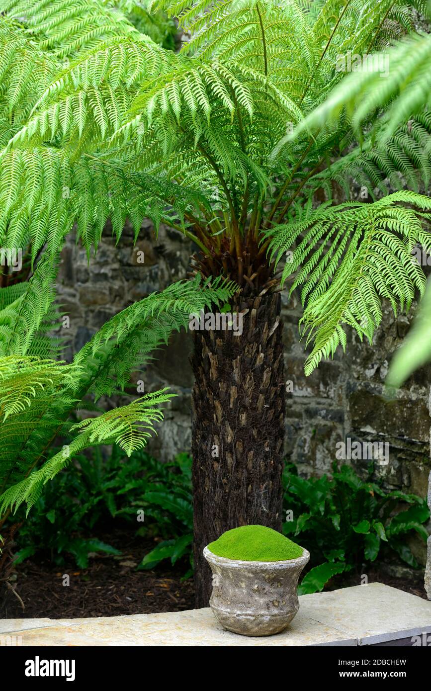 Dicksonia antarctica,tree fern,ferns,fronds,foliage,Irish moss,Sagina subulata,mix,mixed,gardening,planting combination,RM Floral Stock Photo
