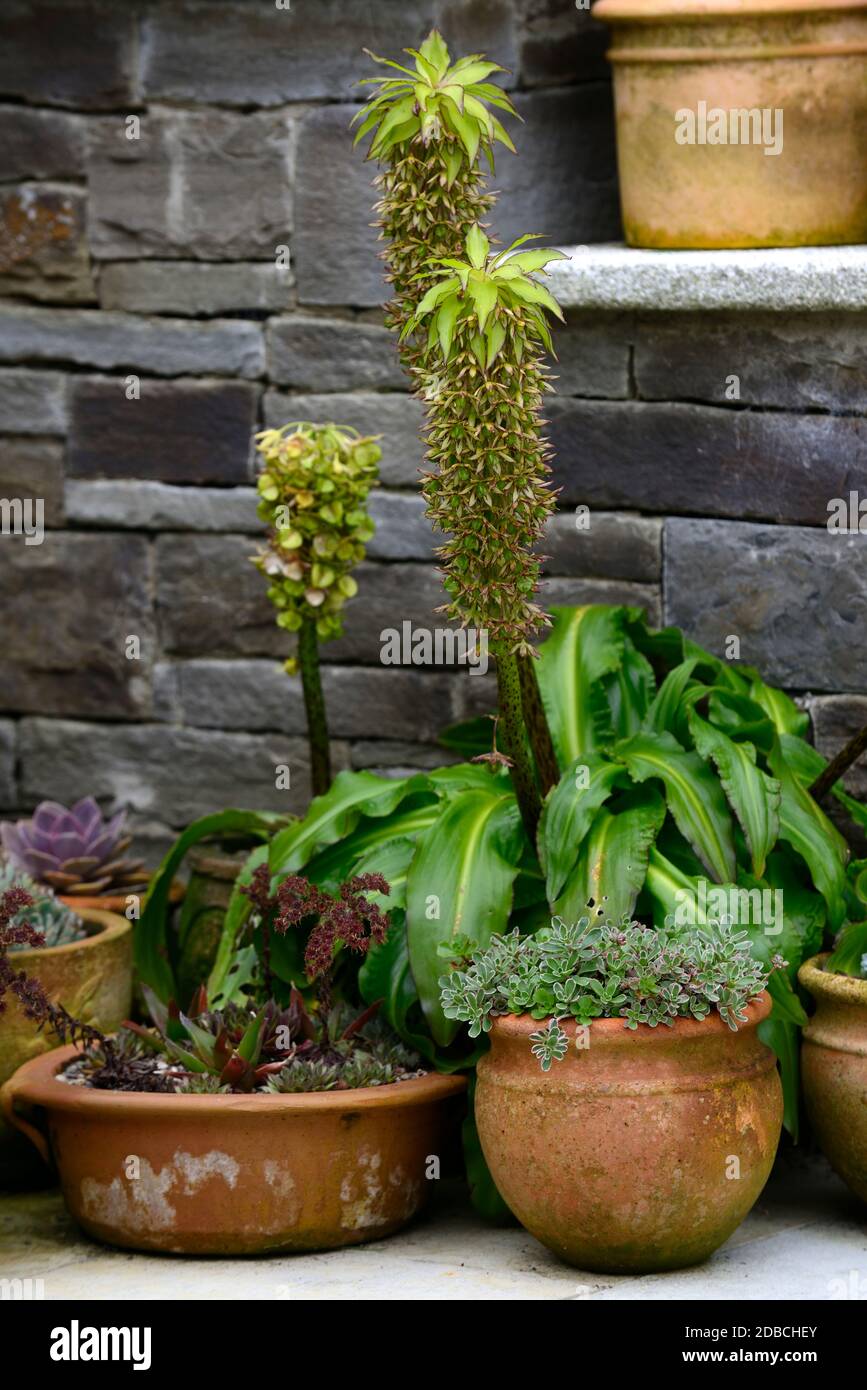 Pineapple lily bicolor) hires stock photography and images