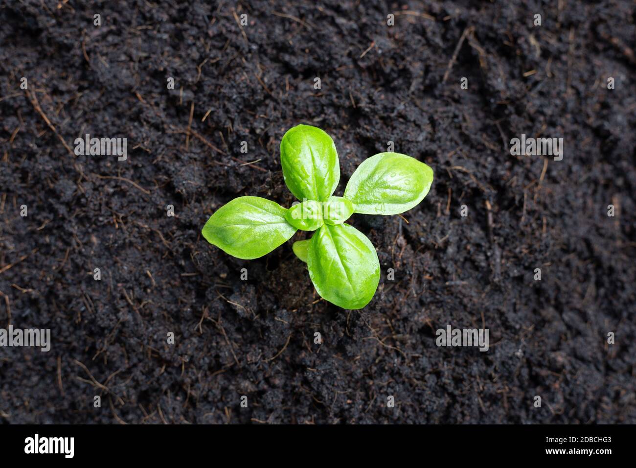 Basil Plant in Soil. Top view Stock Photo Alamy