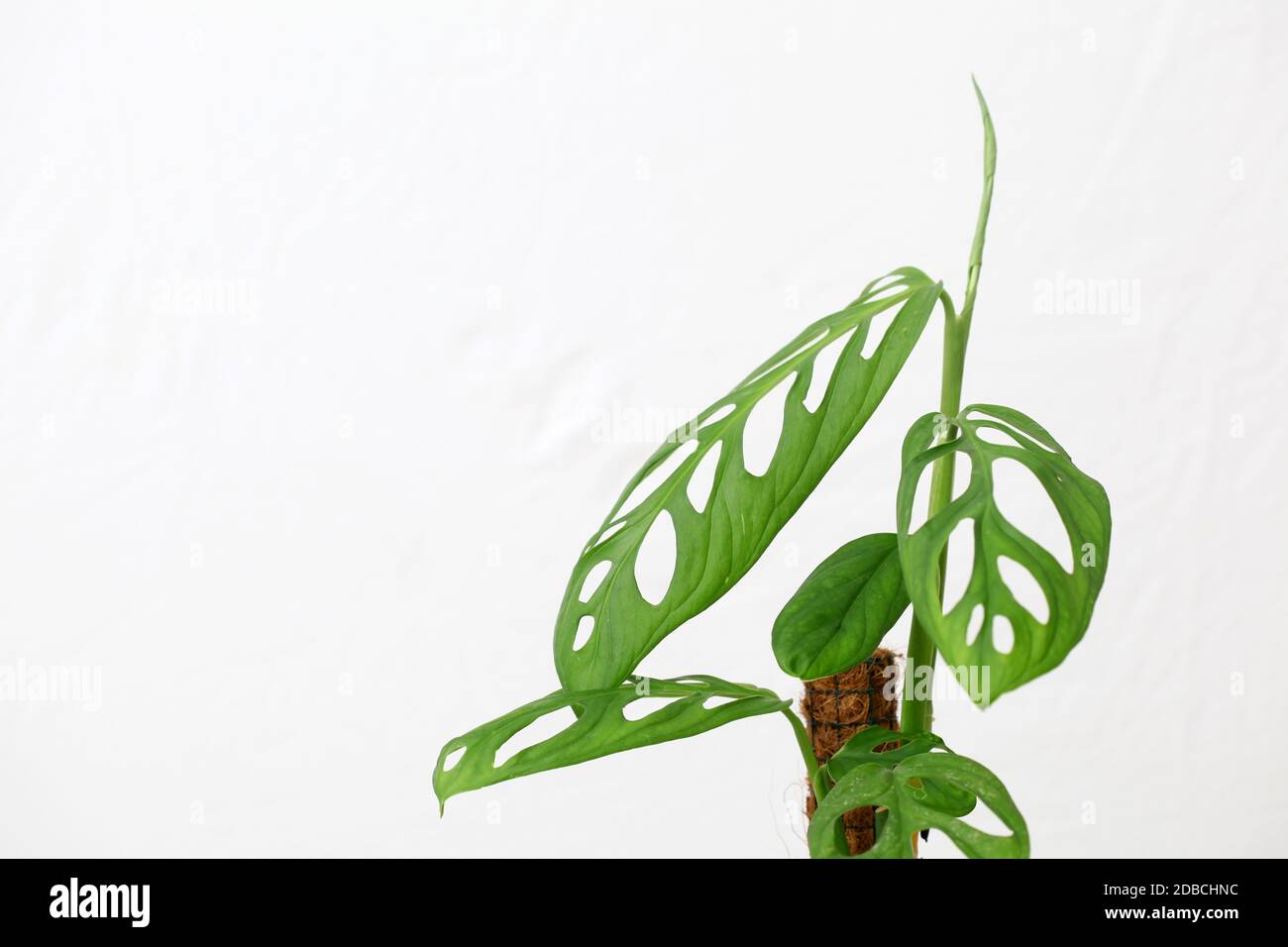 Philodendron Swiss Cheese is a plant originating from the American