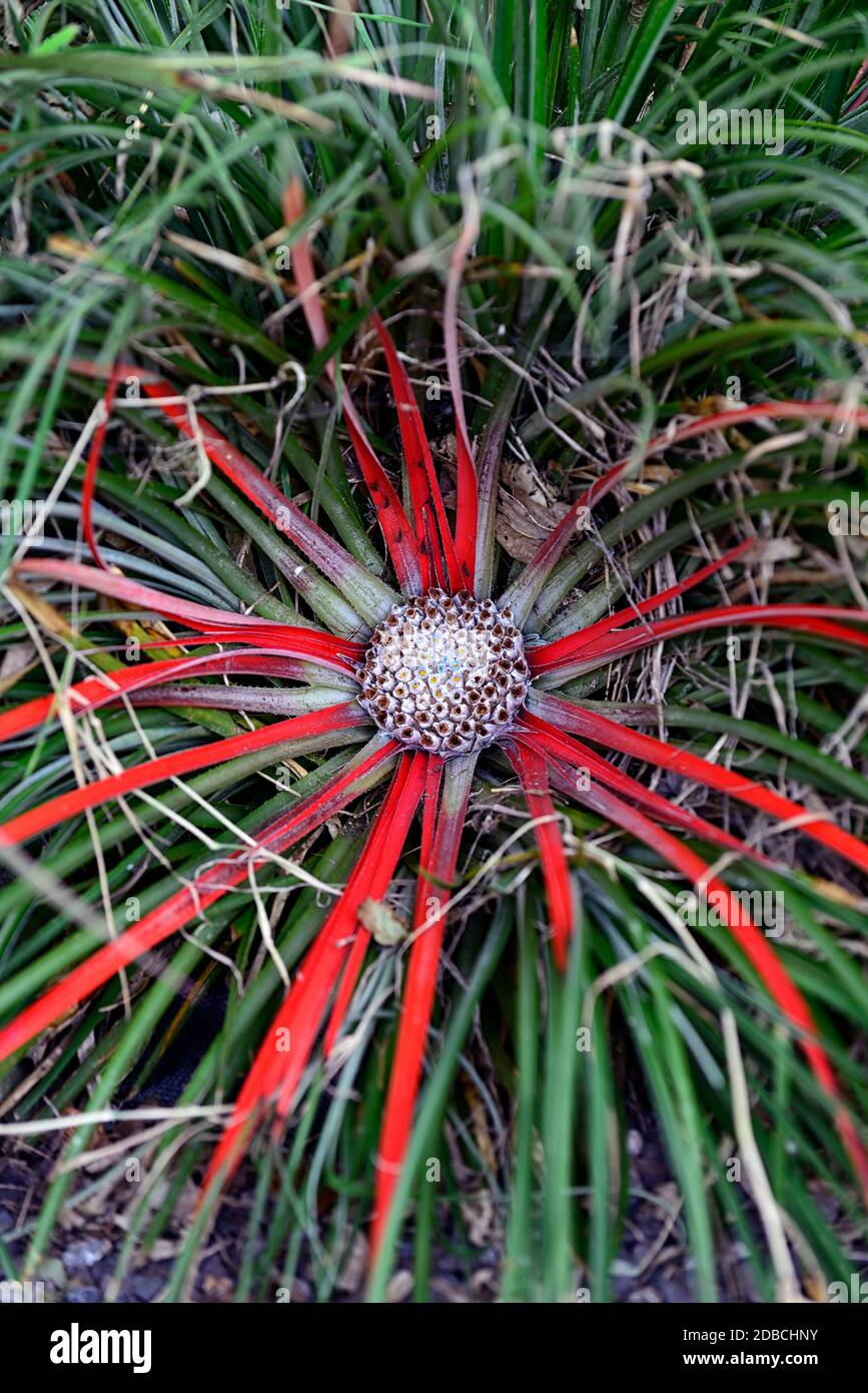 fascicularia bicolor subsp canaliculata,red centre,evergreen,hardy,bromeliad,selective focus,closeup,plant portraits,RM Floral Stock Photo