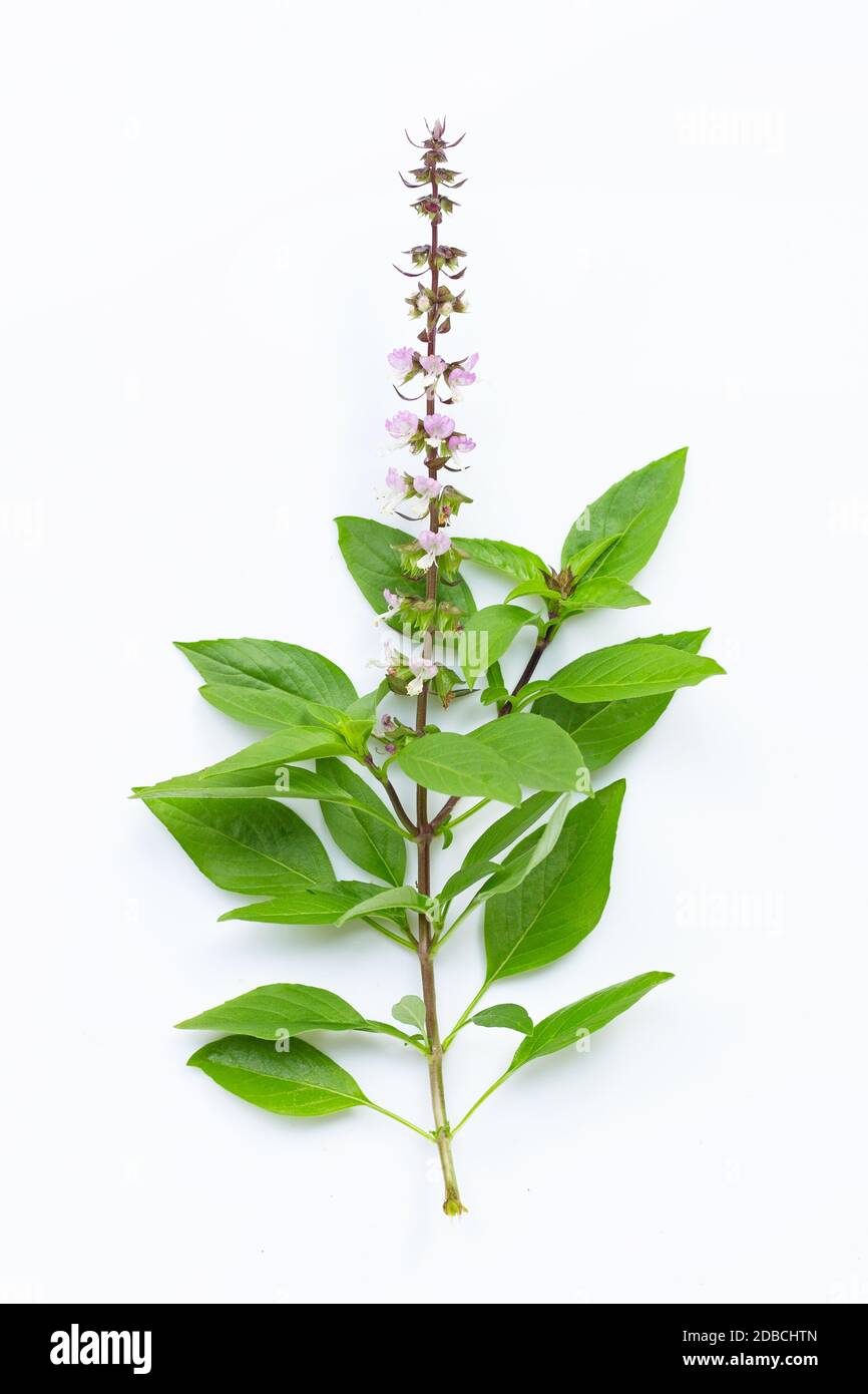 Sweet basil leaves with flower on white background Stock Photo Alamy