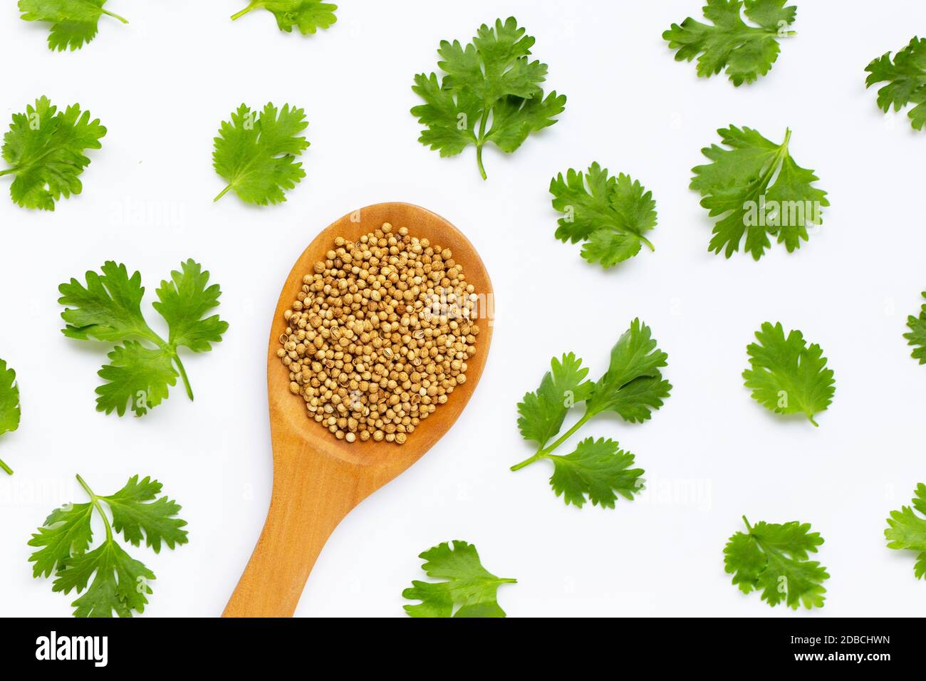 Coriander seeds with fresh leaves isolated on white background. Stock Photo