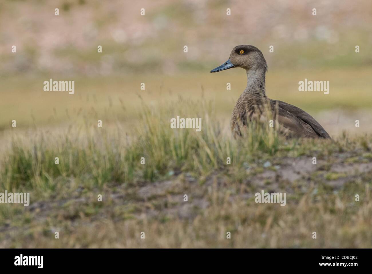 Andean crested duck (Lophonetta specularioides alticola) in the high altitude Puna habitat of the Peruvian Andes. Stock Photo