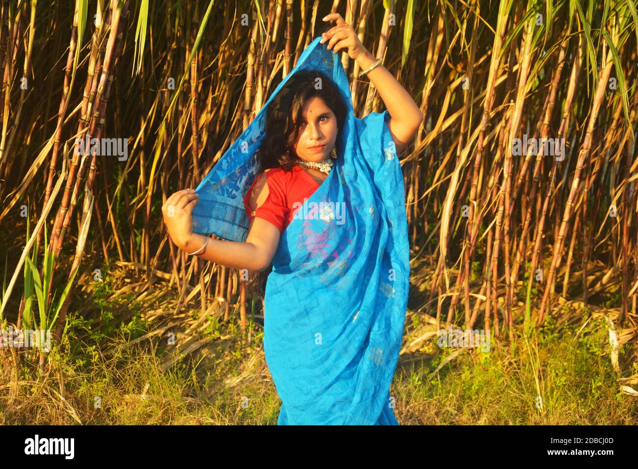 Teenage girl wearing blue saree and red blouse with golden color earrings, necklace and dark hair holding sari over head standing  on  sugarcane field Stock Photo