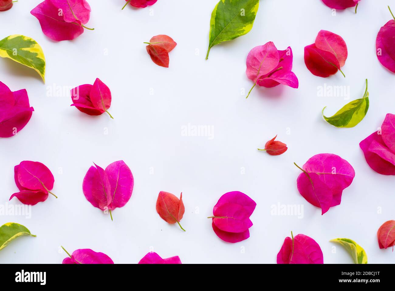 Frme made of beautiful red bougainvillea flower on white background. Stock Photo