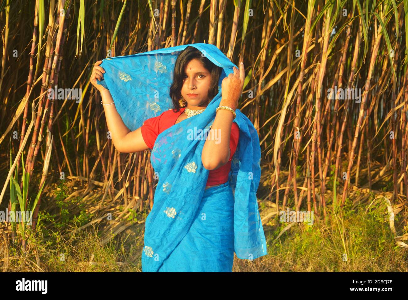 Teenage girl wearing blue saree and red blouse with golden color earrings, necklace and dark hair holding sari over head standing  on  sugarcane field Stock Photo