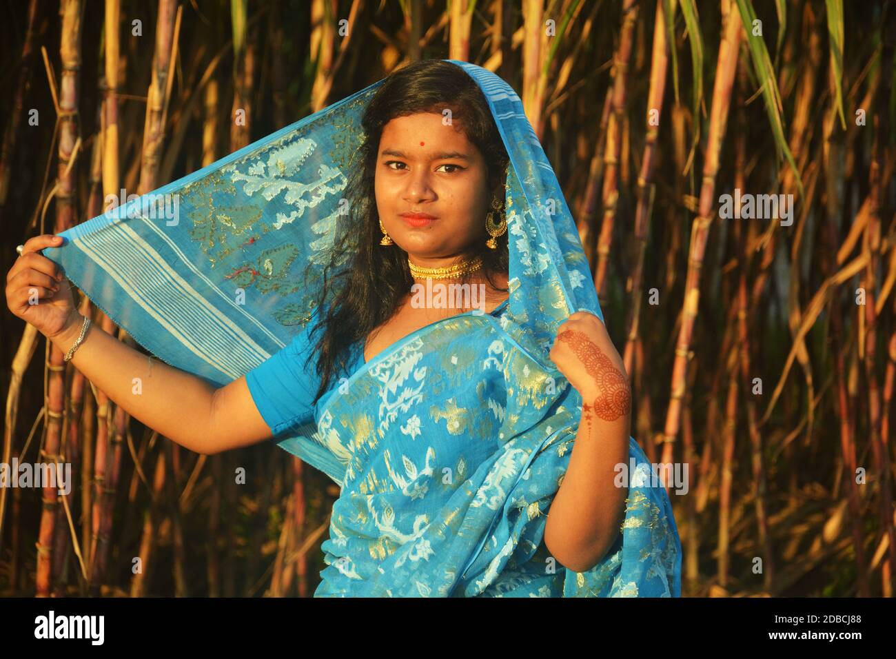 Indian Bengali teenage girl wearing blue saree and blouse and holding sari over head with golden color earrings,necklace standing on a sugarcane field Stock Photo