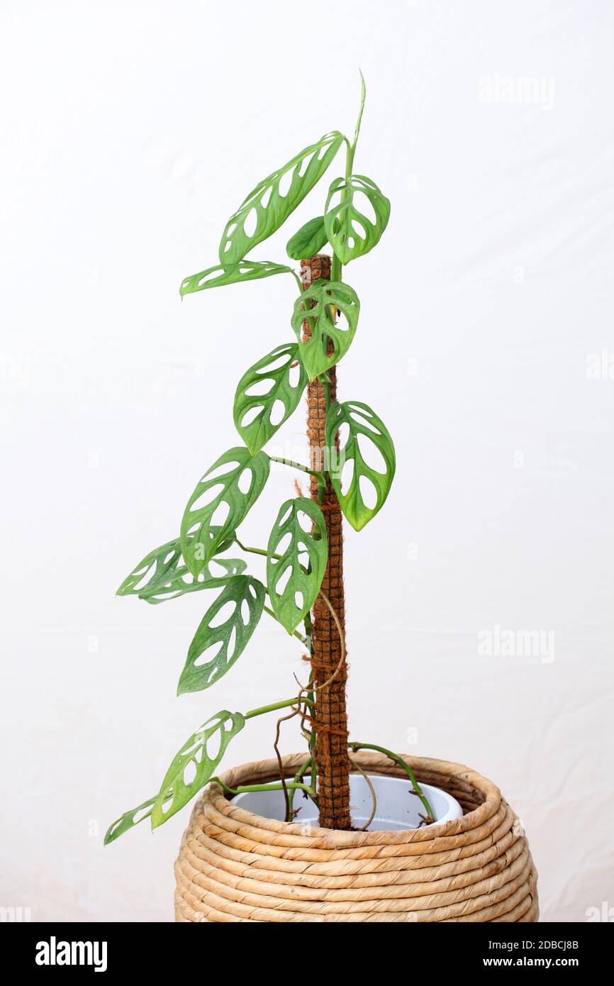 Philodendron Swiss Cheese is a plant originating from the American